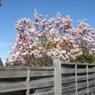 Fruehling Blumen April 2011 _10__jpg-1302105591