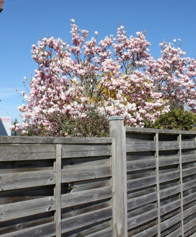 Fruehling Blumen April 2011 _10__jpg-1302105591