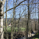 Fruehling Blumen April 2011 _11__jpg-1302105610