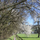 Fruehling Blumen April 2011 _12__jpg-1302105628