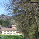 Fruehling Blumen April 2011 _14__jpg-1302105659