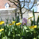 Fruehling Blumen April 2011 _15__jpg-1302105669
