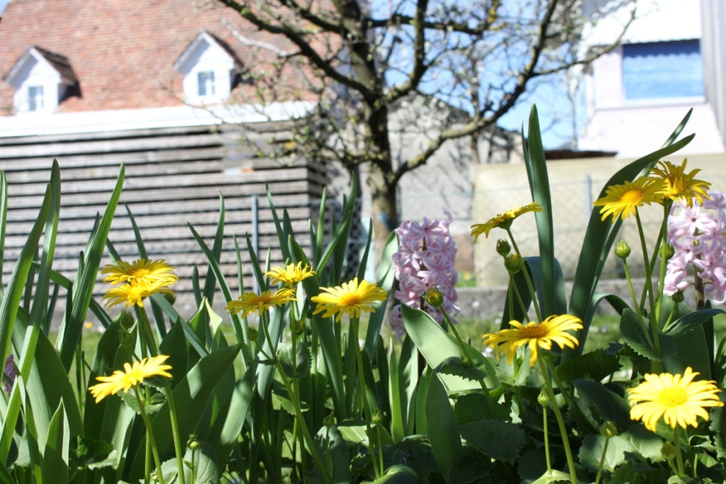 Fruehling Blumen April 2011 _15__jpg-1302105669