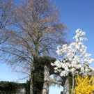 Fruehling Blumen April 2011 _17__jpg-1302105695
