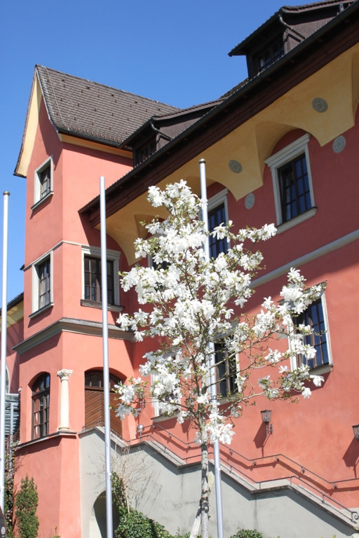 Fruehling Blumen April 2011 _18__jpg-1302105706