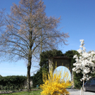 Fruehling Blumen April 2011 _19__jpg-1302105722