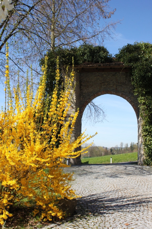 Fruehling Blumen April 2011 _20__jpg-1302105738