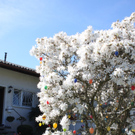 Fruehling Blumen April 2011 _24__jpg-1302105797