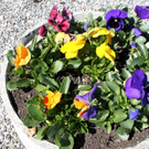 Fruehling Blumen April 2011 _25__jpg-1302105813