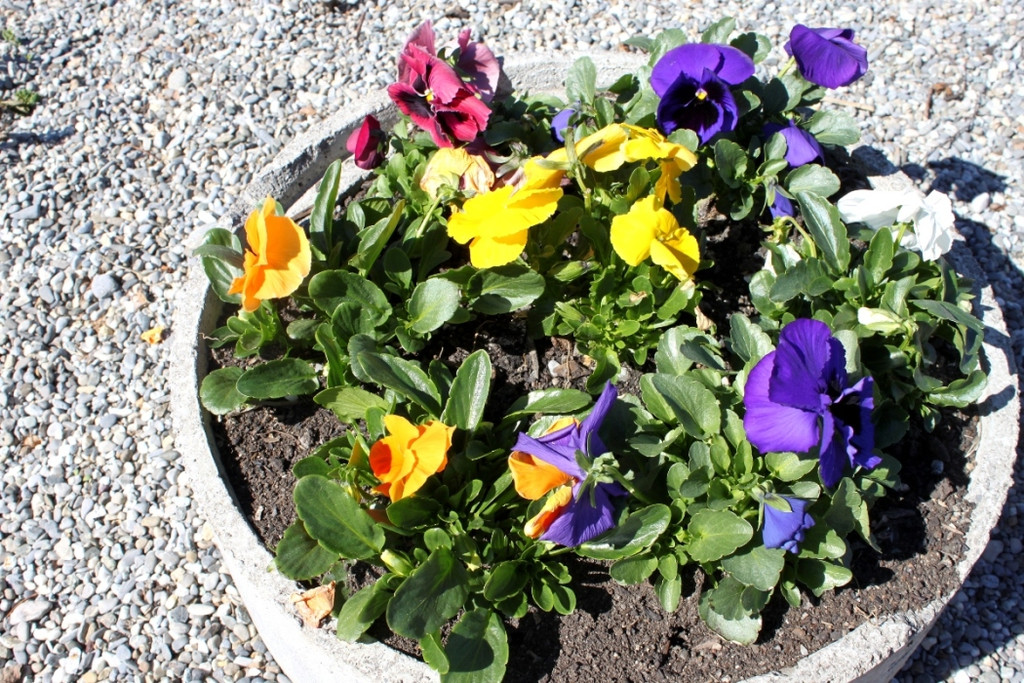 Fruehling Blumen April 2011 _25__jpg-1302105813