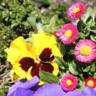 Fruehling Blumen April 2011 _27__jpg-1302105835