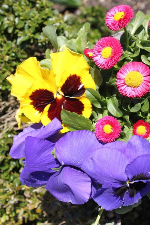 Fruehling Blumen April 2011 _27__jpg-1302105835