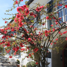 Fruehling Blumen April 2011 _29__jpg-1302105856