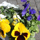 Fruehling Blumen April 2011 _28__jpg-1302105845