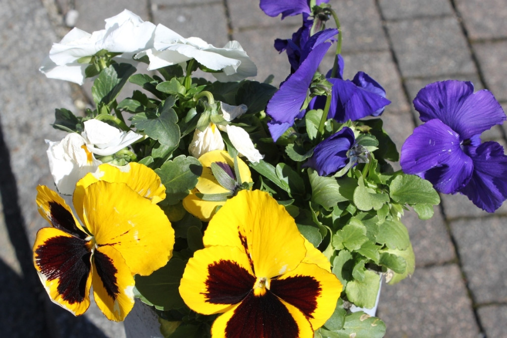 Fruehling Blumen April 2011 _28__jpg-1302105845