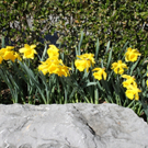 Fruehling Blumen April 2011 _31__jpg-1302105884