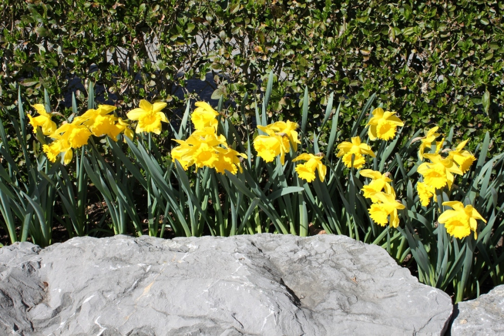 Fruehling Blumen April 2011 _31__jpg-1302105884