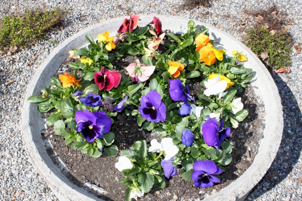 Fruehling Blumen April 2011 _32__jpg-1302105900