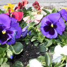 Fruehling Blumen April 2011 _37__jpg-1302105957