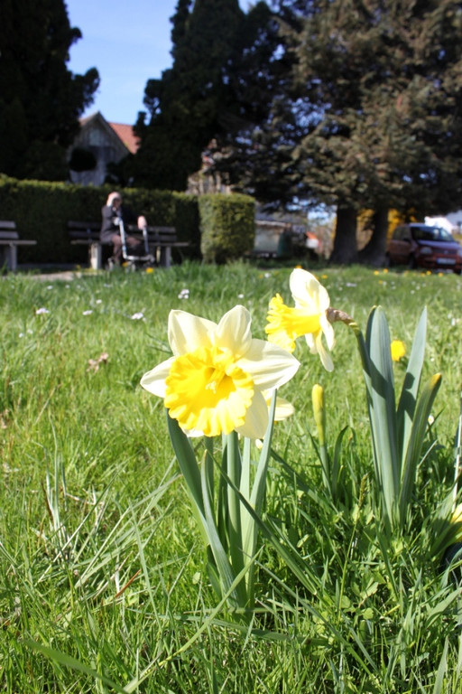 Fruehling Blumen April 2011 _38__jpg-1302105969