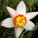 Fruehling Blumen April 2011 _40__jpg-1302105991