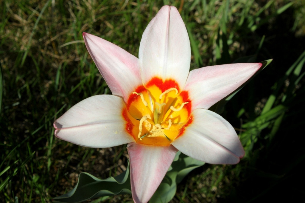 Fruehling Blumen April 2011 _40__jpg-1302105991