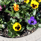 Fruehling Blumen April 2011 _42__jpg-1302106017