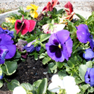Fruehling Blumen April 2011 _43__jpg-1302106031