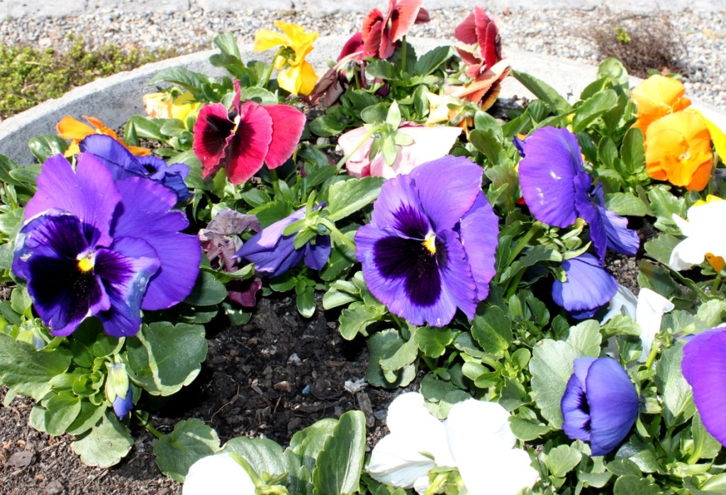 Fruehling Blumen April 2011 _43__jpg-1302106031