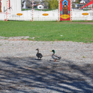 stedepark6_jpg-1302120348