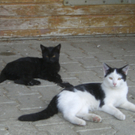 Anton und Olga von Waldemar 1.JPG