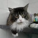 Baghira von Manuela 1.jpg