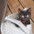 Blacky - von Carola aus N__ziders.jpg