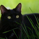 Blacky von Reinhold 1.jpg