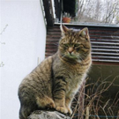 C__sar von Susanne aus Buch.JPG