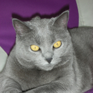 Faye of mices Nightmare von Astrid.jpg