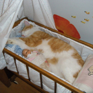 Findus - Waltraud aus Bregenz.jpg