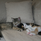 Hanni und Nanni von Susanne aus Hohenweiler 1.JPG