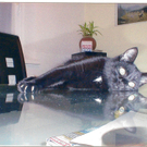 Katze Lilly.jpg