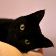 Katze Lizzy.jpg