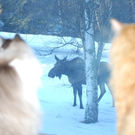Katzenleben am Sonntagmorgen in Alaska von Ursula.jpeg