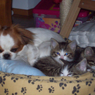K__tzchen mit H__ndin Daisy von Erika aus Hohenems 1.jpg