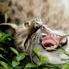 Luchs von Manfred aus Dornbirn.JPG