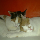 Mia und Sammy von Stefan 2.jpg