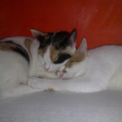 Mia und Sammy von Stefan 4.jpg