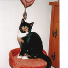 Minka von Elfriede aus Feldkirch.jpg
