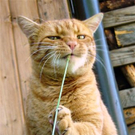 Moritz _10_ von Carina aus Lustenau 12.jpg