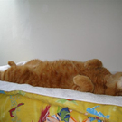 Moritz _10_ von Carina aus Lustenau 16.jpg