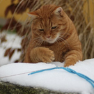 Moritz _10_ von Carina aus Lustenau 9.jpg