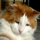 MrSmith von Waltraud 1.JPG